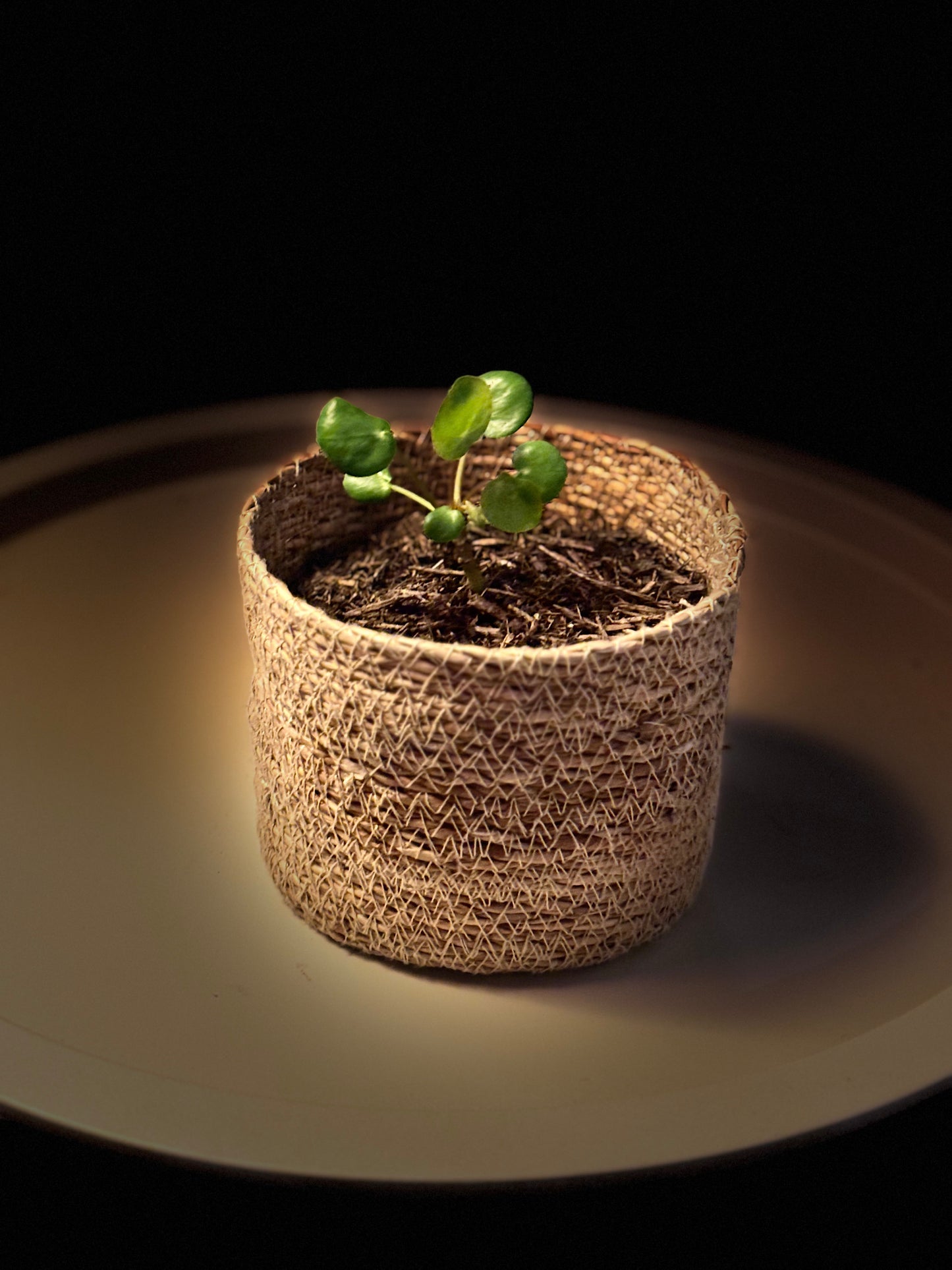 Chinesischer Geldbaum "Pilea peperomioides" - Jungpflanze & Ableger