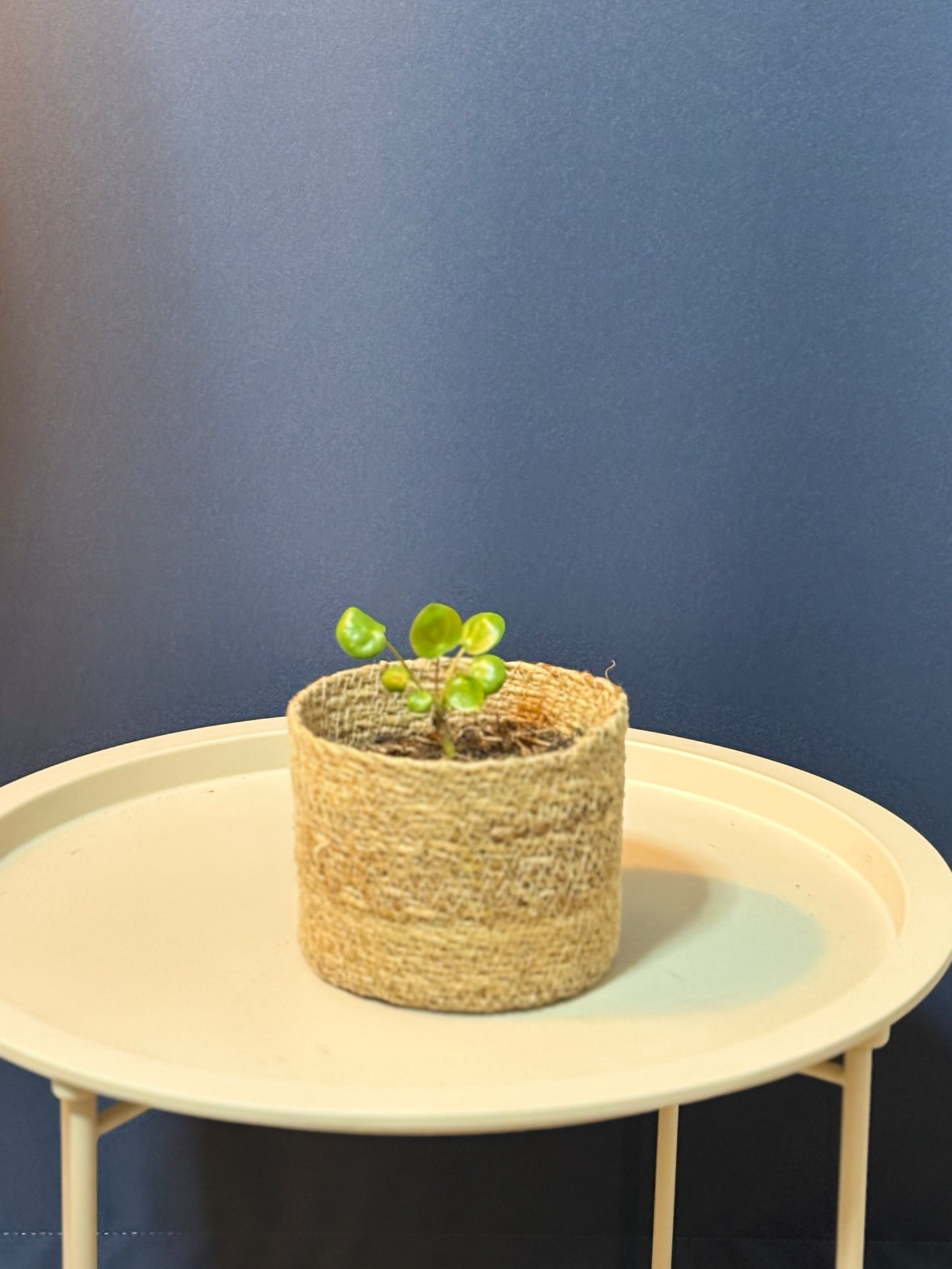 Chinesischer Geldbaum "Pilea peperomioides" - Jungpflanze & Ableger