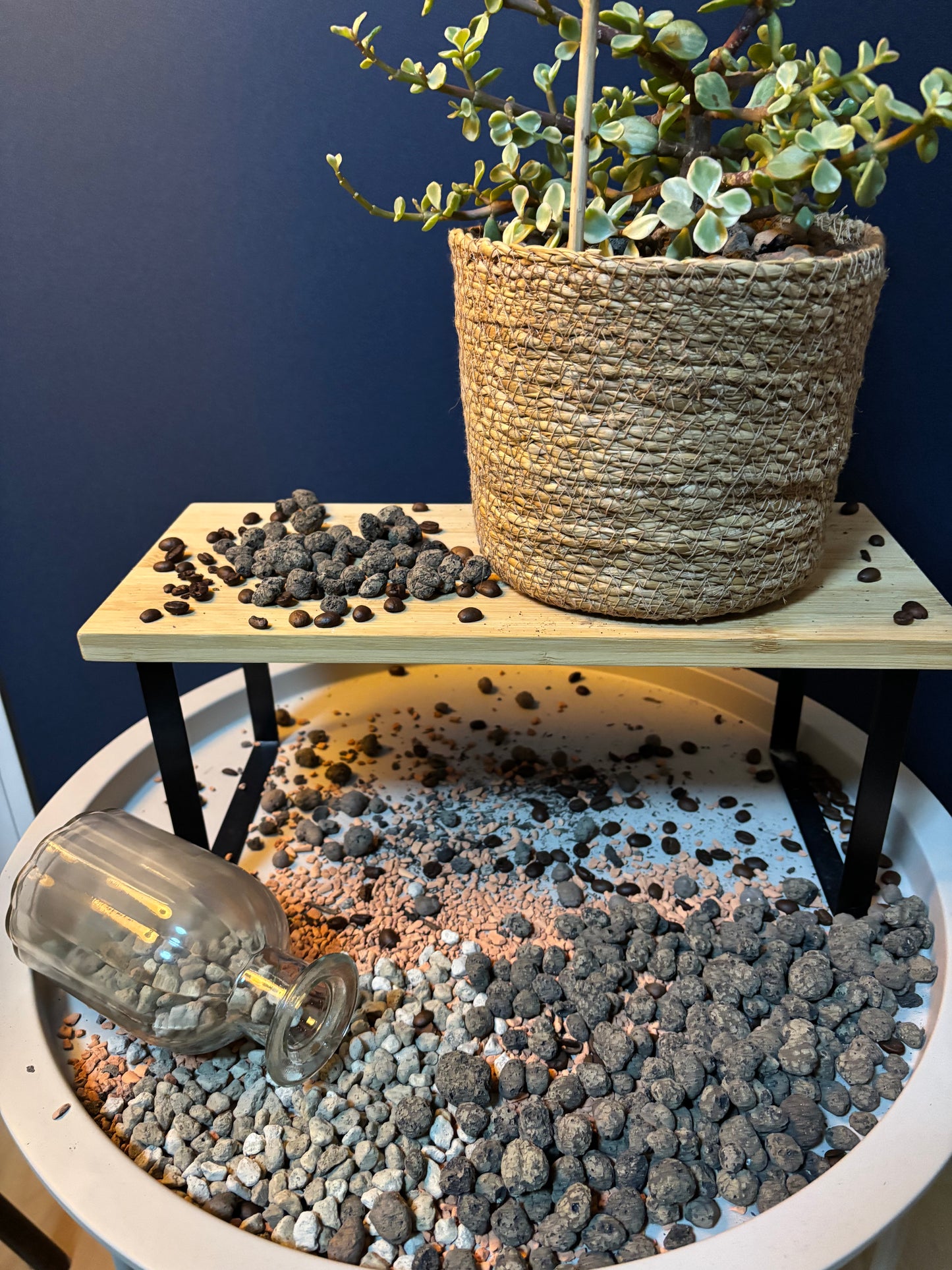 Blähton - Drainage für trockenliebende Pflanzen 🌱