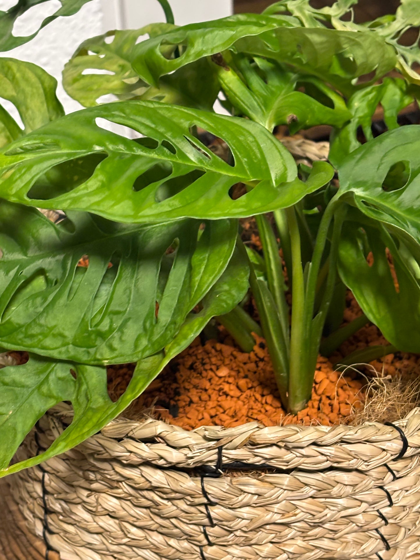 Monstera adansonii – MilDavi Kollektion 🌿