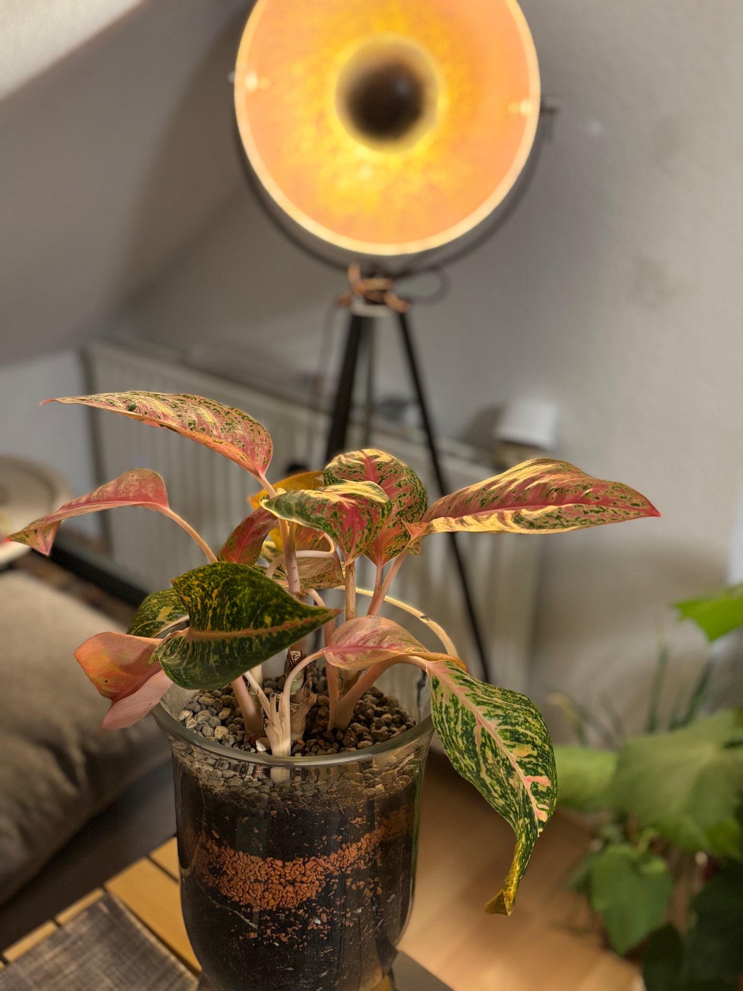 Aglaonema im handgemischten Premium-Substrat – bereit zum Einziehen 🌿