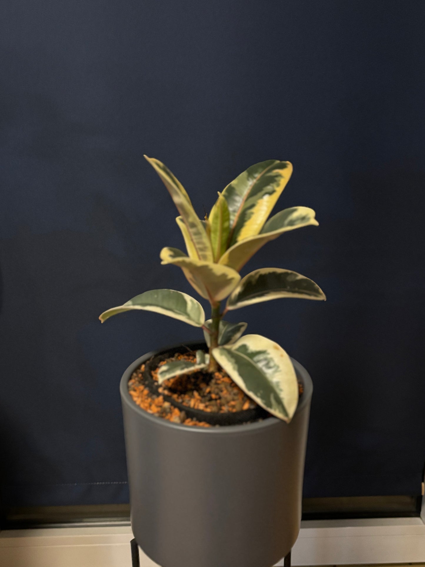 Ficus Ginseng - MilDavi Plants Kollektion 🌿