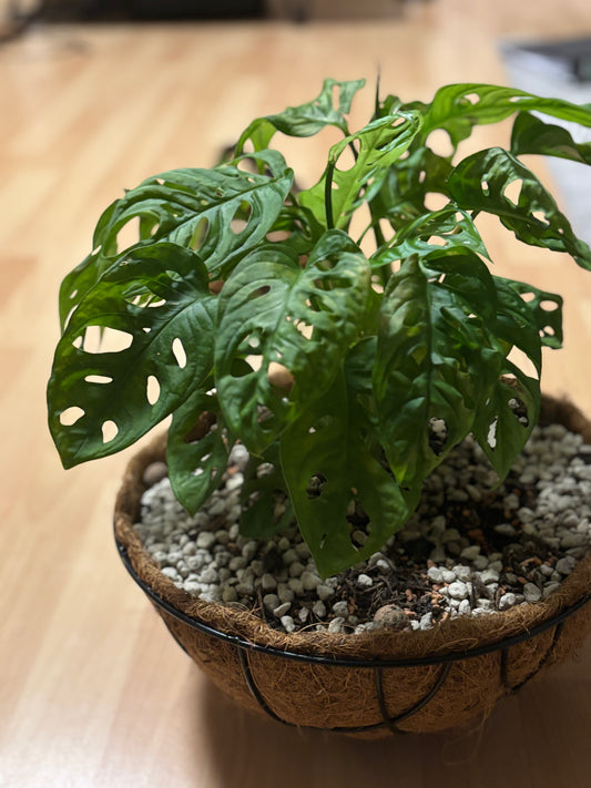 Monstera adansonii – MilDavi Kollektion 🌿