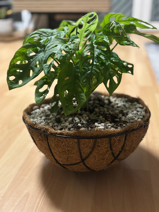 Monstera adansonii – MilDavi Kollektion 🌿