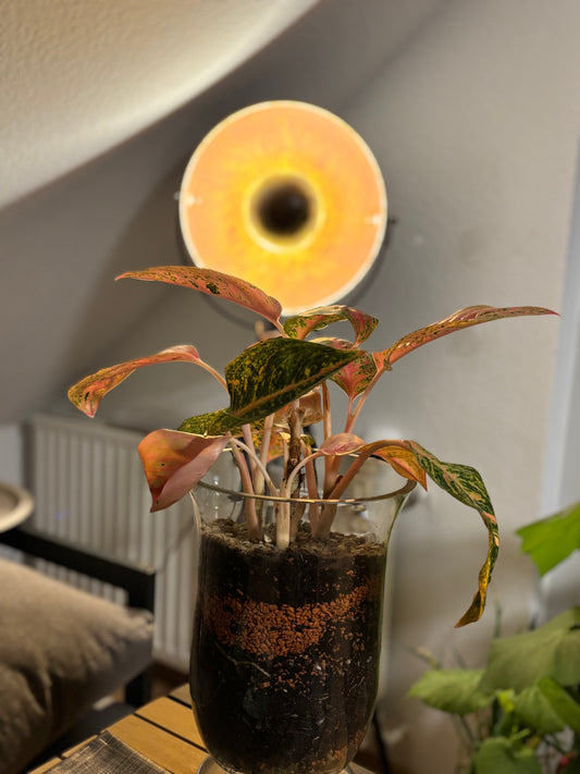 AGLAOMEMA - Jungpflanze