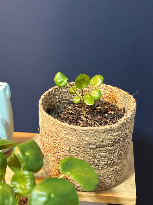 Chinesischer Geldbaum "Pilea peperomioides" - Jungpflanze & Ableger