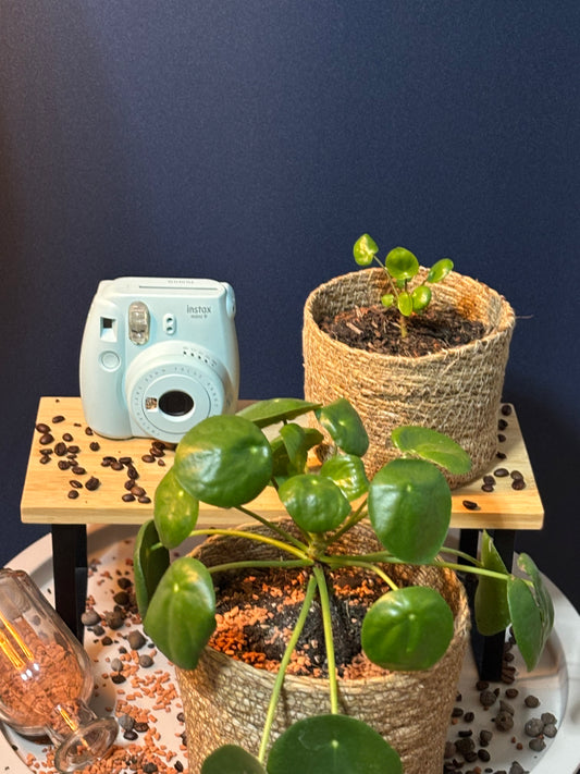 Chinesischer Geldbaum "Pilea peperomioides" - Jungpflanze & Ableger