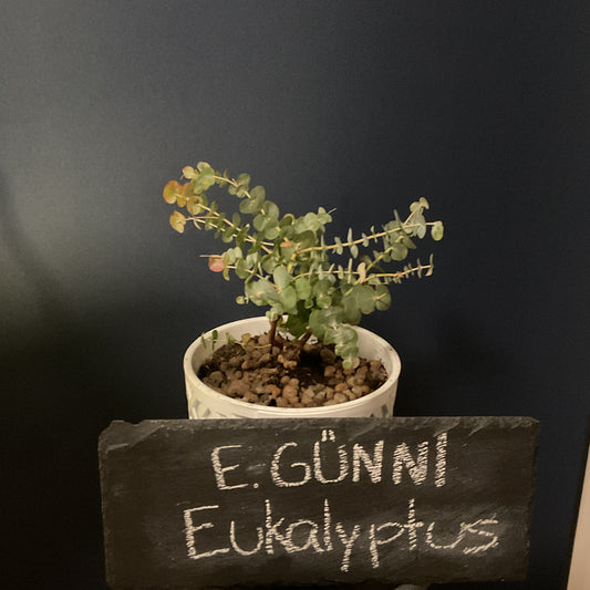 Eukalyptus Jungpflanze - MilDavi Kollektion 🌿