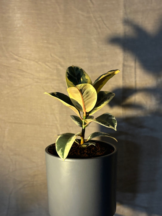 Ficus Ginseng - MilDavi Plants Kollektion 🌿