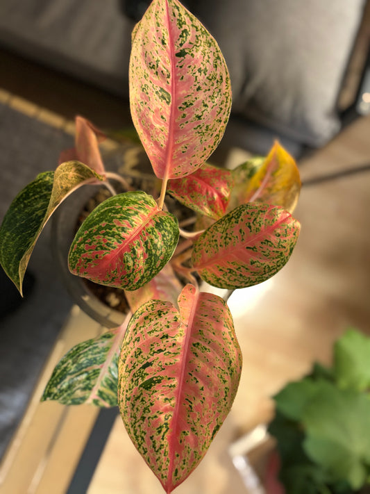Aglaonema im handgemischten Premium-Substrat – bereit zum Einziehen 🌿