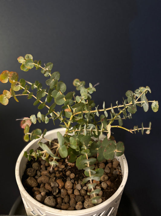 Eukalyptus Jungpflanze - MilDavi Kollektion 🌿