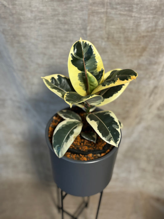 Ficus Ginseng - MilDavi Plants Kollektion 🌿